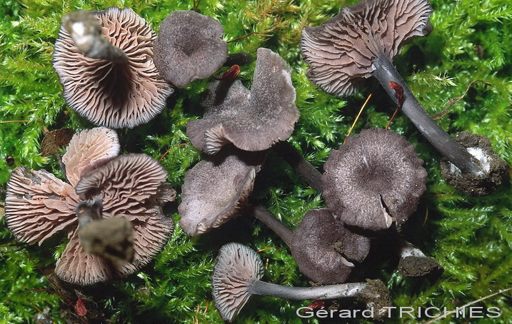 Probabilmente Plicaturopsis crispa  (Plicaturopsis crispa)